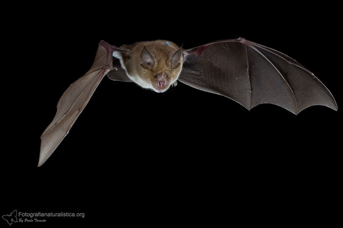 Fotografia alta velocità pipistrelli chirotteri Hi-Speed